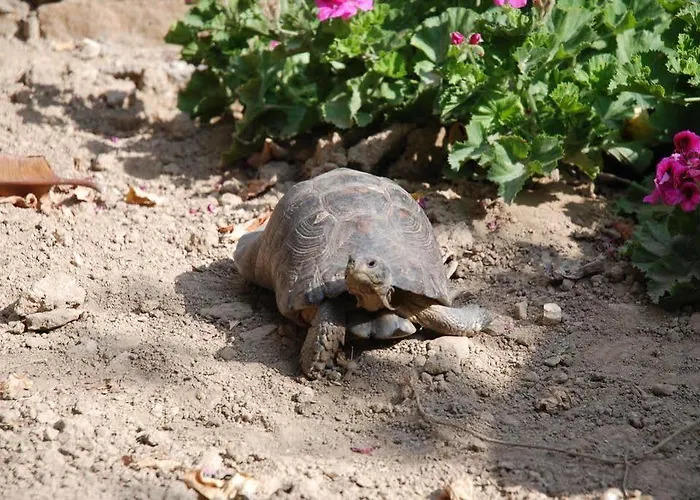 Hotel Sifnos Benaki Platis Gialos (Sifnos)