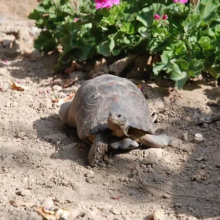 Hotel Sifnos Benaki Platis Gialos (Sifnos)